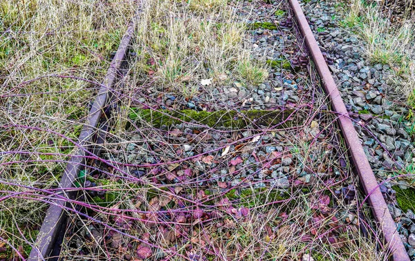 欧洲北部景观环境中的旧铁轨 — 图库照片