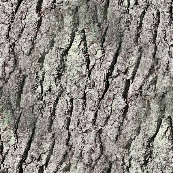 高解像度で木の樹皮の写真の現実的なシームレスなテクスチャパターン — ストック写真