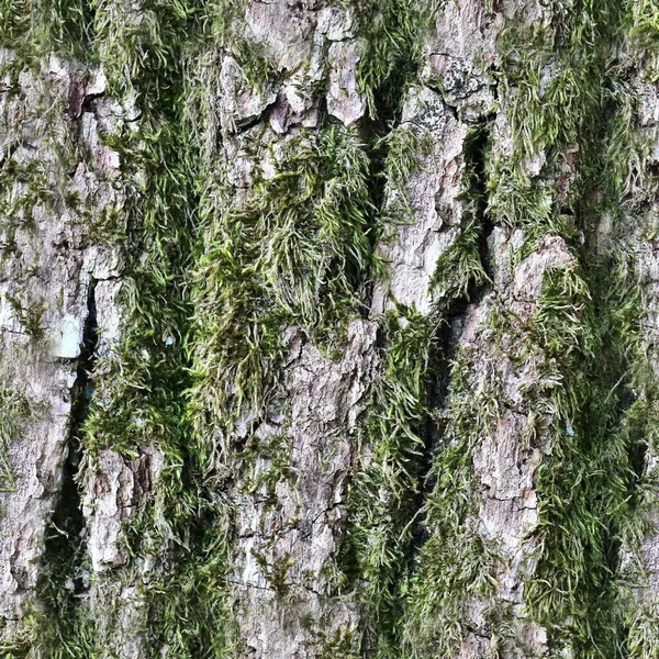 Foto Realista Padrão Textura Sem Costura Casca Árvore Alta Resolução — Fotografia de Stock