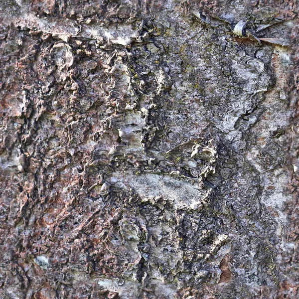 Fényképezés Real Seamless Texture Pattern Tree Bark High Resolution — Stock Fotó