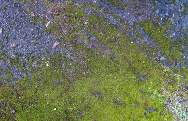 Orman zeminindeki yosun dokularının detaylı yakın görüntüsü