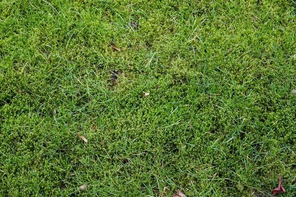 Vue Rapprochée Détaillée Sur Les Textures Mousse Sur Terrain Forestier — Photo