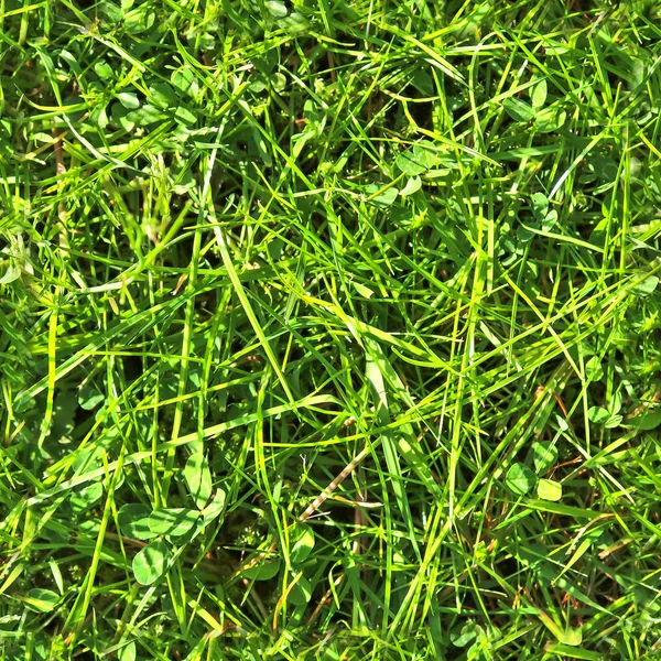 Photo Realistic Seamless Grass Texture High Resolution More Megapixel — Stock Photo, Image