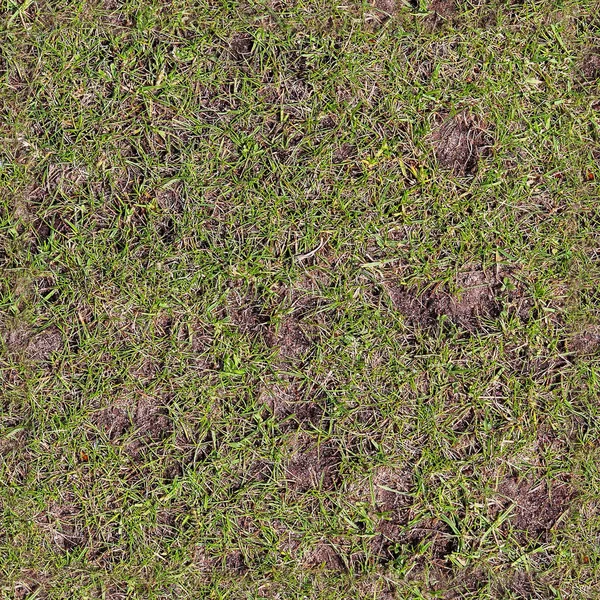 Photo Realistic Seamless Grass Texture High Resolution More Megapixel — Stock Photo, Image