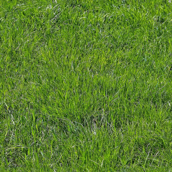 6メガピクセル以上の高解像度で現実的なシームレスな草のテクスチャを写真 ストック写真