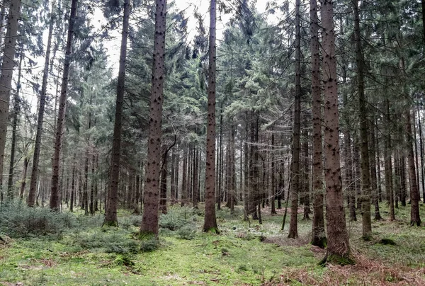 Zicht Een Griezelig Bos Met Naaldbomen Eiken — Stockfoto