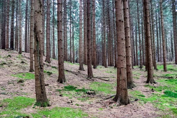Zicht Een Griezelig Bos Met Naaldbomen Eiken — Stockfoto