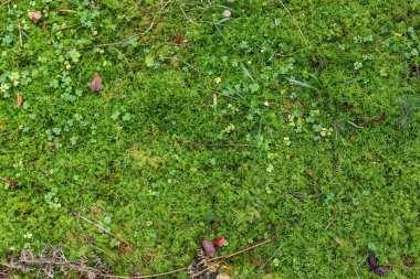 Orman zeminindeki yosun dokularının detaylı yakın görüntüsü