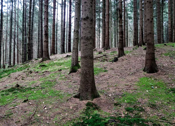 Uitzicht Een Donker Bos Met Dennen Eikenbomen — Stockfoto