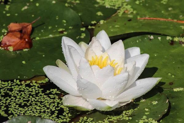 Beautiful White Water Lily Flowers Lake Water Surface — Stock Photo, Image