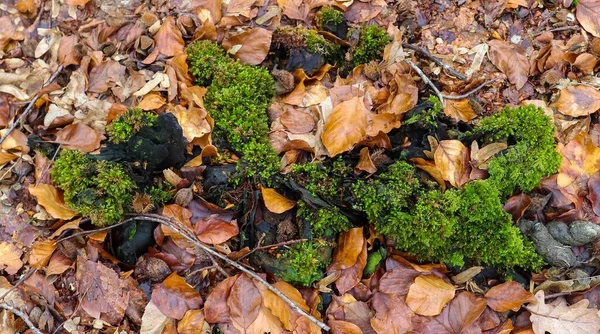 Krásné Podzimní Listy Textury Lesní Půdě — Stock fotografie