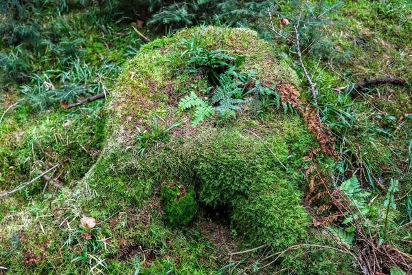 Mooie Natuurlijke Bosgrond Texturen Met Takken Mos Bladeren — Stockfoto