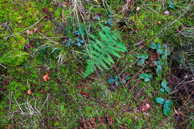 Orman zemininde yosun ve dallarla detaylı bir görünüm.