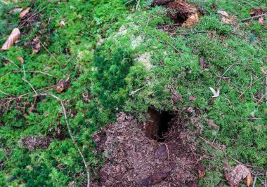 Orman zemininde yosun ve dallarla detaylı bir görünüm.