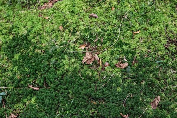 Vue Rapprochée Détaillée Sur Sol Forestier Avec Mousse Branches — Photo