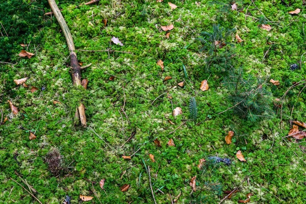 Vista Detalhada Perto Uma Textura Solo Florestal Com Musgo Ramos — Fotografia de Stock