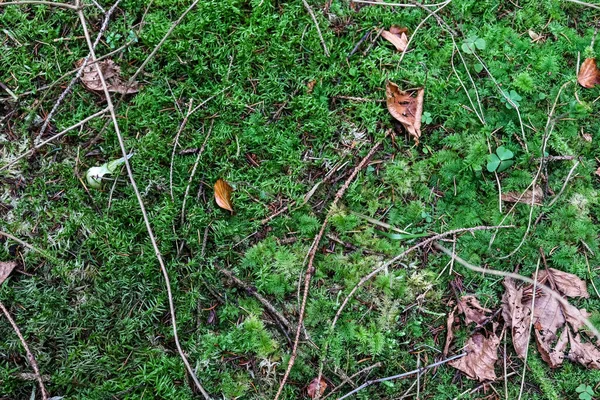 Detaljerad Närbild Skogsmarksstruktur Med Mossa Och Grenar — Stockfoto