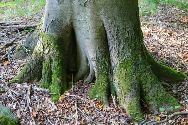 Gammal Trädstam Skogslandskapsmiljö — Stockfoto