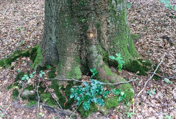 Stary Pień Drzewa Leśnym Krajobrazie — Zdjęcie stockowe