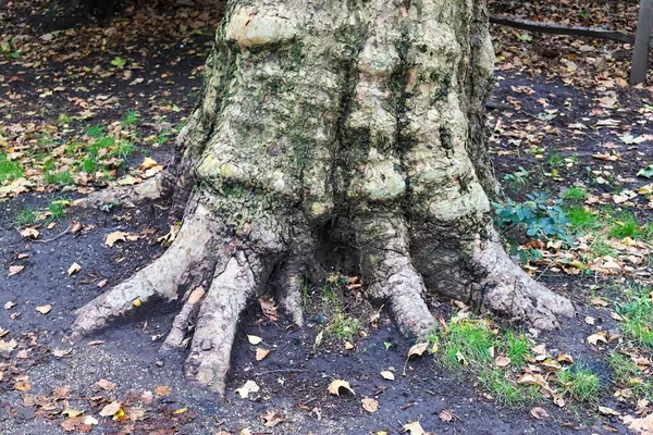 Tronco Árbol Viejo Entorno Paisaje Forestal —  Fotos de Stock