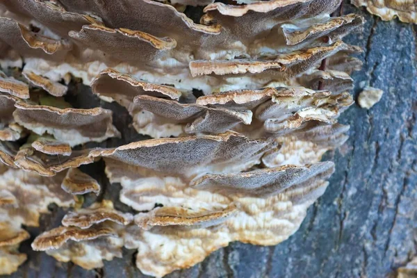 Beaufitul Phellinus Robustus Funghi Albero — Foto Stock