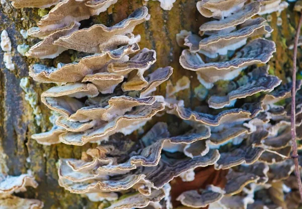 Beaufitul Phellinus Robustus Funghi Albero — Foto Stock