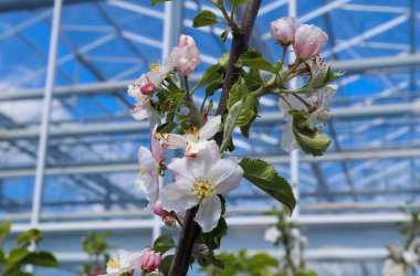 Mavi gökyüzünün önündeki güzel kiraz ağaçları