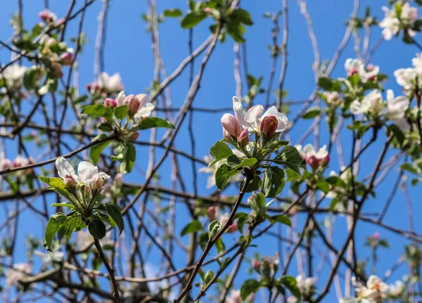 Hermosos Árboles Flor Cerezo Frente Cielo Azul — Foto de Stock