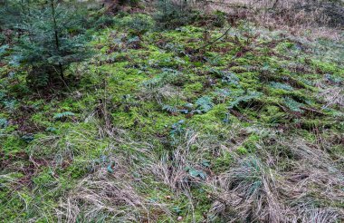 Orman zemininin yosun yaprakları ve dalları ile detaylı yakın plan görüntüsü