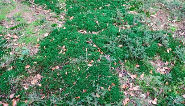 长有苔藓叶和枝条的森林地面结构的详细特写 — 图库照片