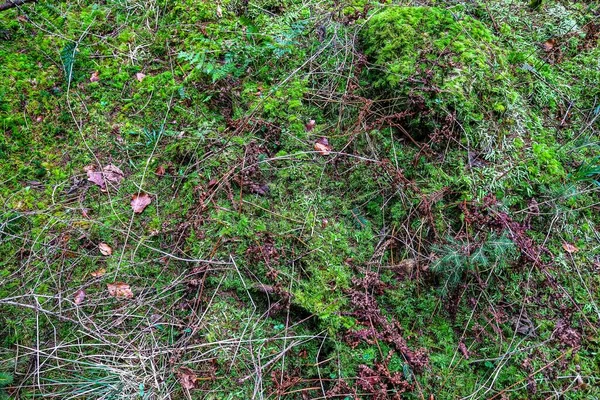 Detaillierte Nahaufnahme Von Waldbodenstrukturen Mit Moosblättern Und Ästen — Stockfoto