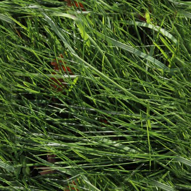 Yüksek çözünürlüklü foto gerçekçi yeşil çimen ve bitki dokusu