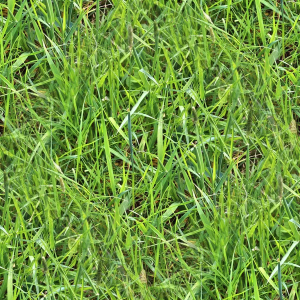 高解像度の写真緑の草や植物の現実的なシームレスなテクスチャ — ストック写真