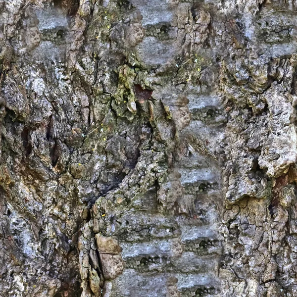 Texture Détaillée Reproductible Gros Plan Écorce Naturelle Arbre — Photo