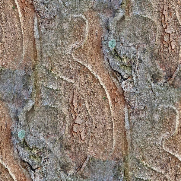 Detaljerad Repeterbar Närbild Textur Naturliga Träd Bark — Stockfoto