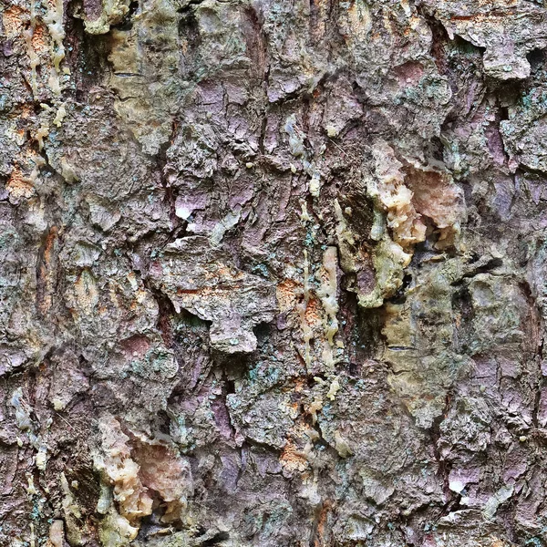 Λεπτομερής Επαναληψιμότητα Στενή Υφή Του Φλοιού Φυσικό Δέντρο — Φωτογραφία Αρχείου