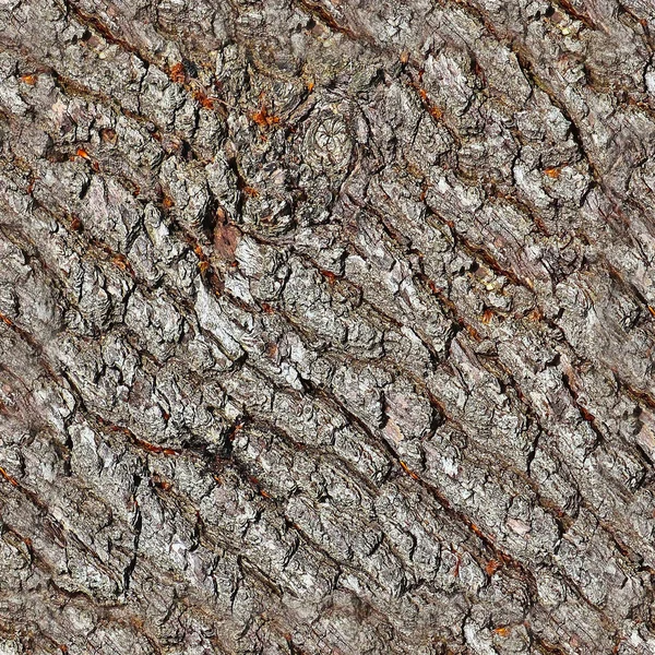 Texture Détaillée Reproductible Gros Plan Écorce Naturelle Arbre — Photo