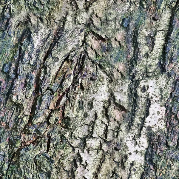 Texture Détaillée Reproductible Gros Plan Écorce Naturelle Arbre — Photo