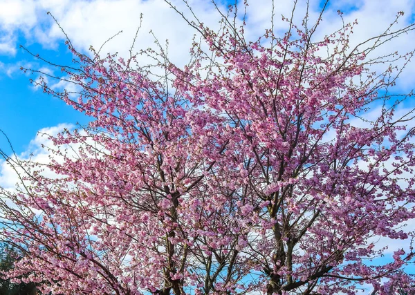 Piękne Gałęzie Drzew Kolorowymi Kwiatami Przeciwko Głębokiemu Błękitnemu Niebu Latem — Zdjęcie stockowe