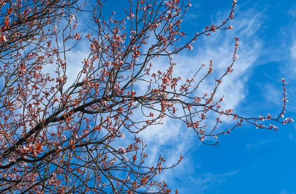 Hermosas Ramas Árboles Con Flores Colores Contra Cielo Azul Profundo —  Fotos de Stock