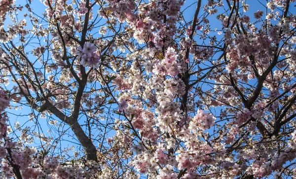 Bellissimi Alberi Fiore Colorato Primo Piano Contro Cielo Blu — Foto Stock