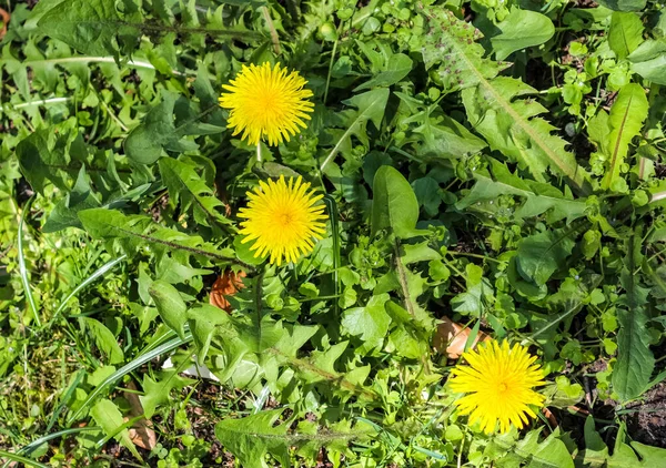 Vista Perto Detalhada Campo Dente Leão Com Belas Flores — Fotografia de Stock