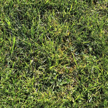 Bir alanda yüksek çözünürlüklü yeşil çimen deseni