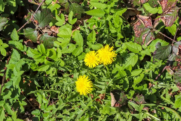 Close Beautiful Dandelon Flowers Green Field — Stock Photo, Image