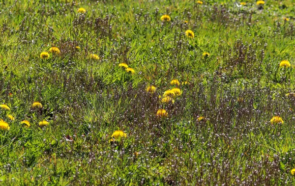 Gros Plan Belles Fleurs Pissenlit Sur Champ Vert — Photo