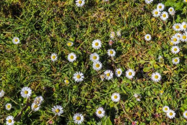 Güneşli bir günde bir sürü papatya çiçeğinin olduğu bir çayırda yakın manzara