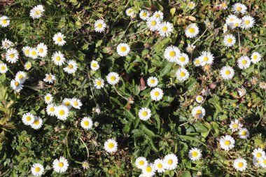 Güneşli bir günde bir sürü papatya çiçeğinin olduğu bir çayırda yakın manzara