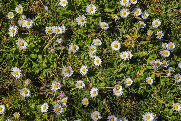 Közelről Kilátás Rét Sok Százszorszép Virágok Egy Napsütéses Napon — Stock Fotó