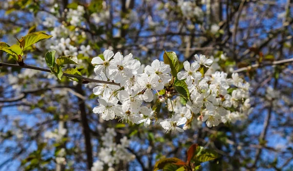 Bela Árvore Asiática Cereja Flor Durante Primavera Início Abril Com — Fotografia de Stock