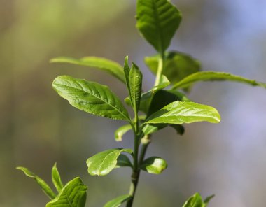 Bahar mevsiminde bir ağaç dalında taze yapraklar yumuşak bir bokeh arka planda